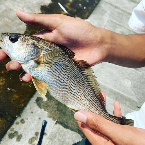 イシモチの釣果