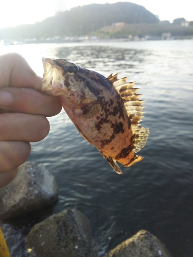 タケノコメバルの釣果