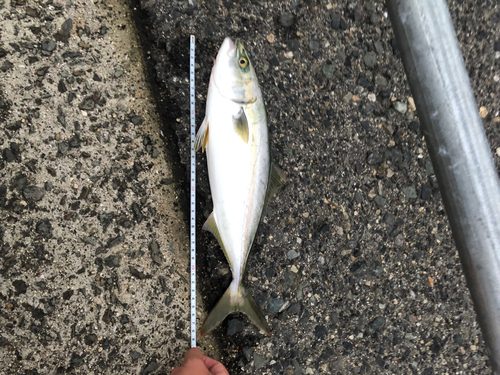 ツバスの釣果