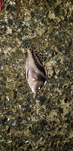 コショウダイの釣果