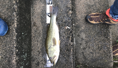 ブラックバスの釣果