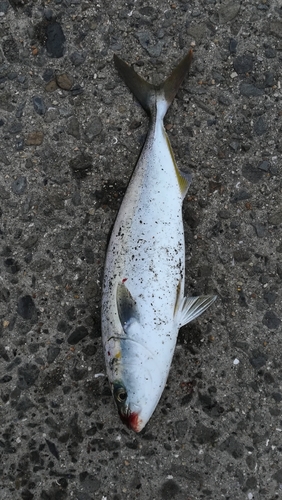 ツバスの釣果