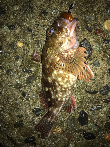 カサゴの釣果