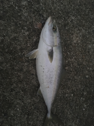 ツバスの釣果