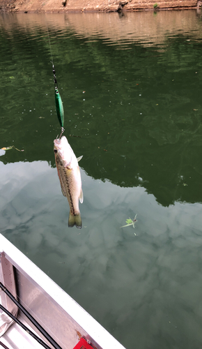 ラージマウスバスの釣果