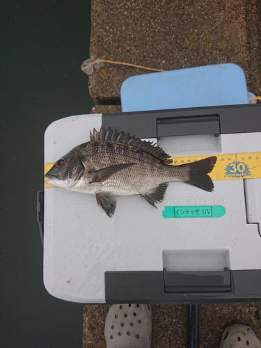 クロダイの釣果