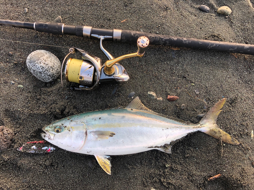 ワカシの釣果