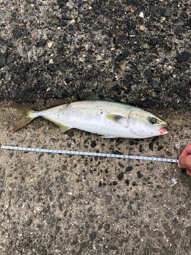 ツバスの釣果