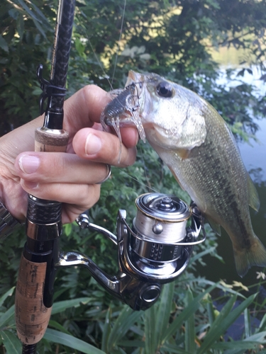 ブラックバスの釣果