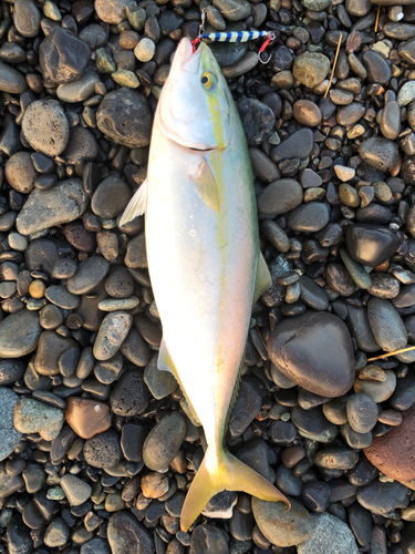 イナダの釣果