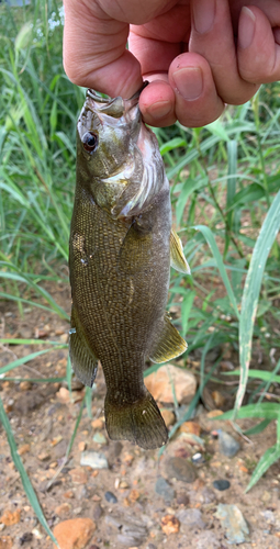 スモールマウスバスの釣果