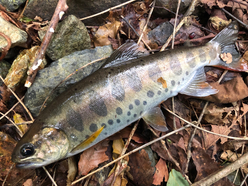 ヤマメの釣果