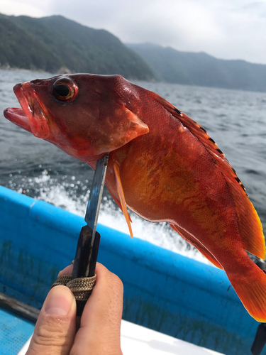 アカハタの釣果