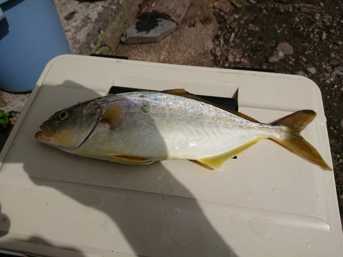 ショッコの釣果