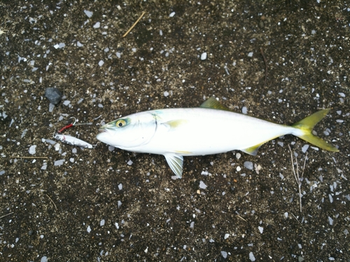 ヤズの釣果