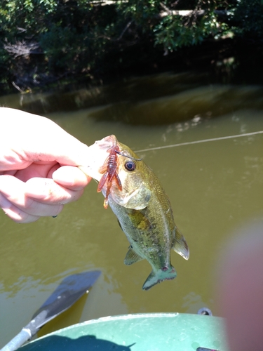 ラージマウスバスの釣果