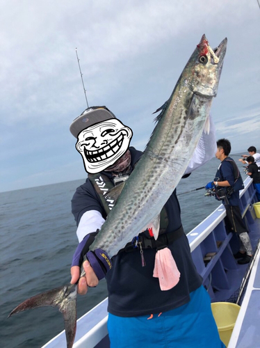 サワラの釣果