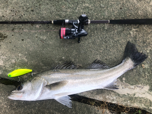 スズキの釣果