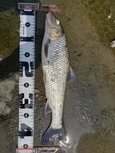 ニゴイの釣果