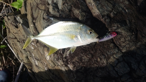 カスミアジの釣果