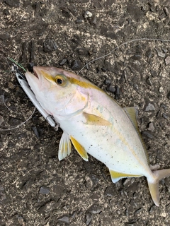 ネリゴの釣果