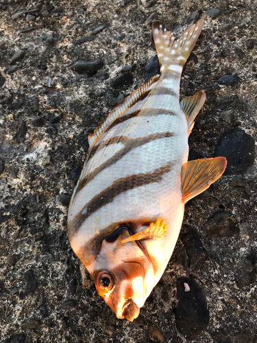 タカノハダイの釣果