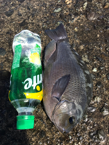 クチブトグレの釣果