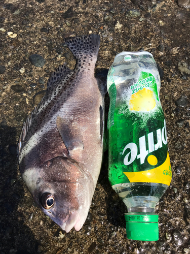 コショウダイの釣果