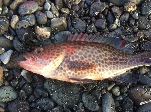 オオモンハタの釣果