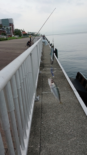 サバの釣果