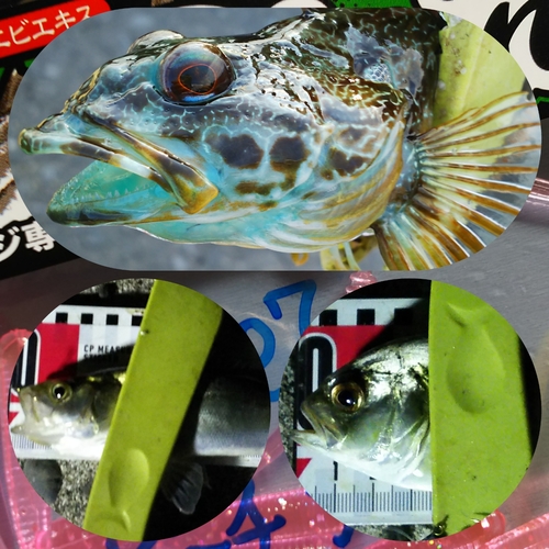 アナハゼの釣果