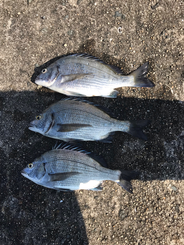 クロダイの釣果