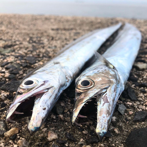 タチウオの釣果