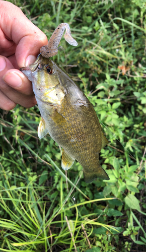 スモールマウスバスの釣果