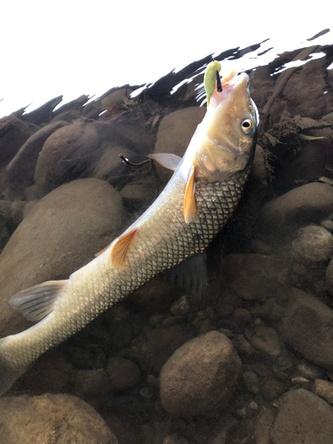 ニゴイの釣果