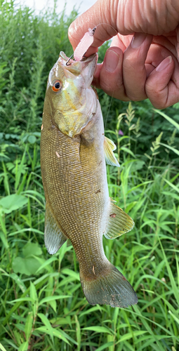 スモールマウスバスの釣果