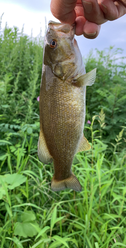 スモールマウスバスの釣果