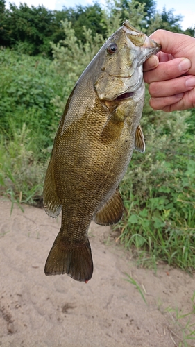 スモールマウスバスの釣果