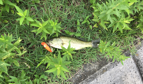 ブラックバスの釣果