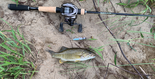 スモールマウスバスの釣果