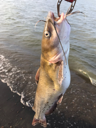 アメリカンキャットフィッシュの釣果