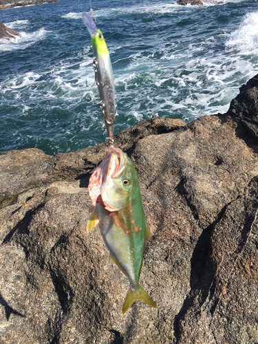 イナダの釣果