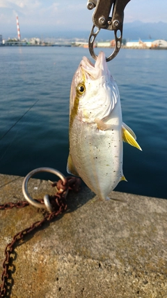 ショゴの釣果