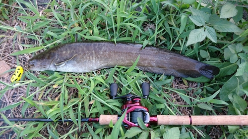 ナマズの釣果