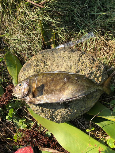 アイゴの釣果