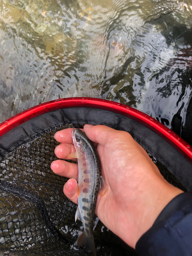 ヤマメの釣果