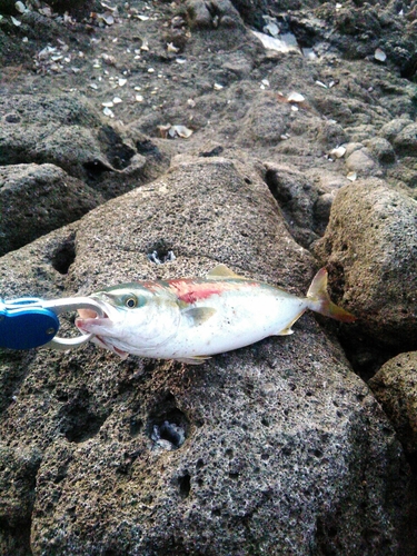 ワカシの釣果