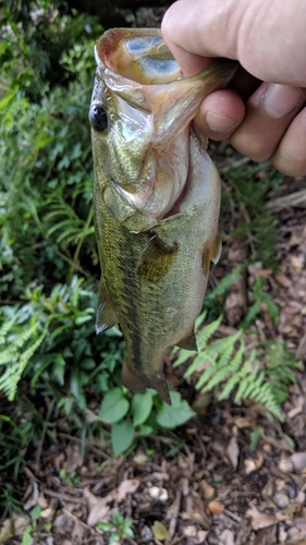 ブラックバスの釣果