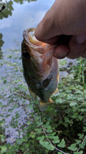 ブラックバスの釣果