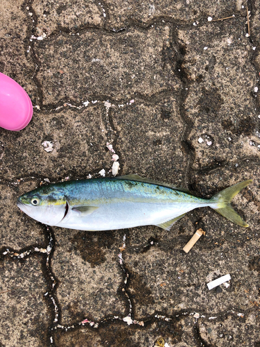 ツバスの釣果